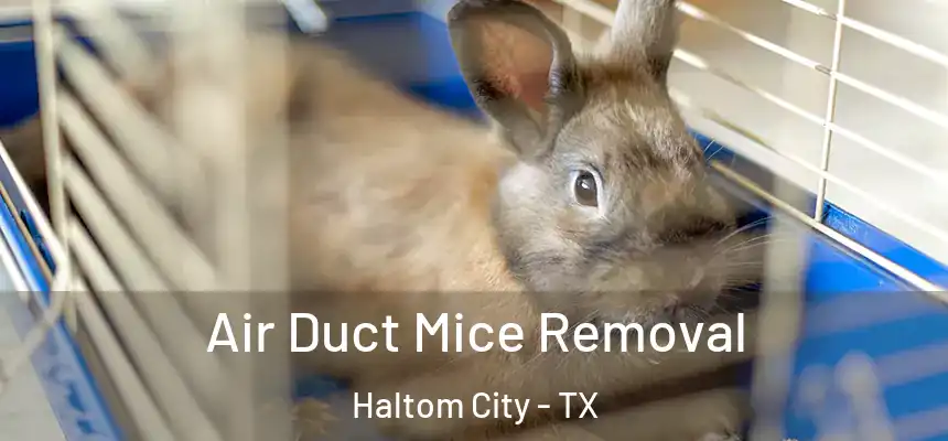  Air Duct Mice Removal Haltom City - TX